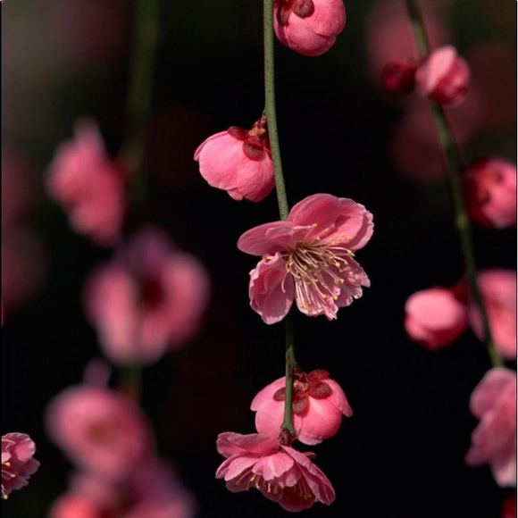 Meet your Posher, Stephanie - Picture 1 of 1